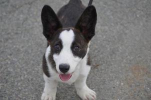 Adorable Brown and White Corgi Puppy Dog photo