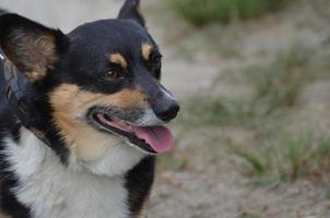 Cute Black and Tan Corgi Dog photo