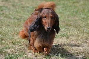 lindo perro salchicha de pelo largo foto