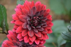 Pretty Blooming Red Dahlia Flower Blossom photo