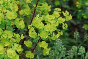 euphorbia floreciente en un jardín foto