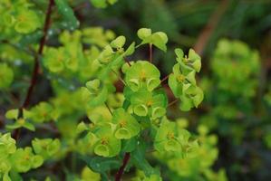 bastante floreciente euphorbia flor flores foto