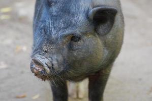 Close Up Look at a Wild Boars Face photo