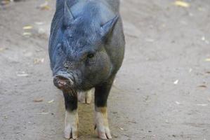 Wild Boar with Hooves and an Narrow Snout photo