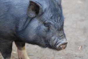 Boar with Long Whiskers Around His Snout photo