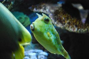 tono verde a un pez vaca de cuernos largos en el océano foto