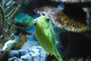 Longhhorn Cowfish Swimming Underwater in the Ocean photo