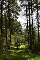 Sunlight Filtering Through the Tree Canopy of Dent Forest photo