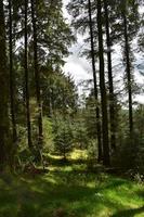 Narrow Pathway Through a Wooded Forest Thick with Trees photo