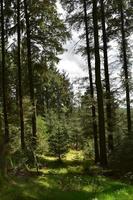 Towering Trees and Woods with a Narrow Trail Cutting Through photo