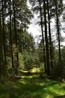 Towering Trees in Dent Forest on the Coast to Coast Trail photo