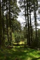 Sun Shining Through the Trees in Blackhow Wood photo