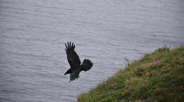 Large Black Crow Swooping Down in Flight with Wide Wings photo