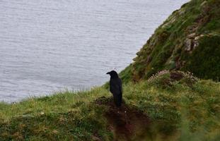 Beautiful Black Crow Perched on the Top of a Sea Cliff photo