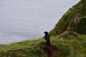 Stunning Black Crow Perched on a Sea Cliff in England photo