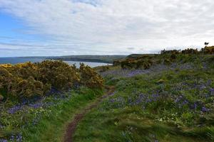 flores silvestres a lo largo de los acantilados marinos de st bees en inglaterra foto