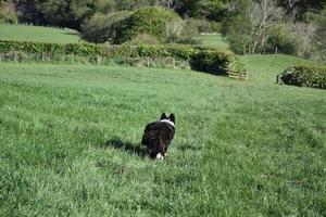 Border Collie Dog Running Through a Large Grass Field photo