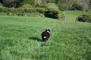 Border Collie Running Away in a Lush Grass Field photo