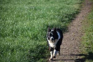 Border Collie Fetching a Stick and Running Through a Field photo