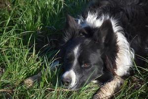 Black and White Border Collie Dog Resting in Grass photo