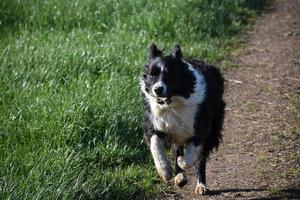 Beautiful Running Border Collie with a Stick in his Mouth photo