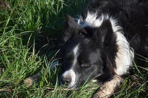 Sweet Faced Border Collie Laying Down in Grass photo