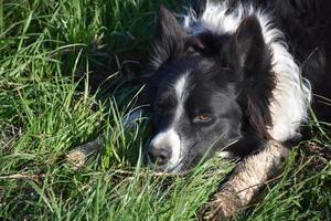 Border Collie with Muddy Paws Laying Down in Grass photo