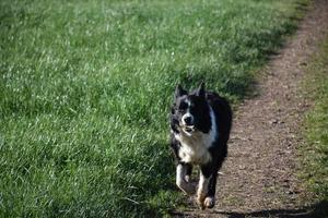 Border Collie Dog Running with a Stick in His Mouth photo
