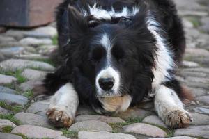 Sweet Close Up Look at a Border Collie Laying Down photo