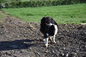 Border Collie Waiting for Herding directions from his Master photo
