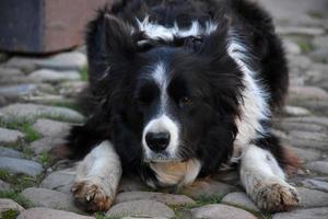 Black and White Border Collie Crouching on Cobbled Stones photo