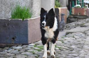 Cute Border Collie With his Ears forward on Cobblestone Road photo