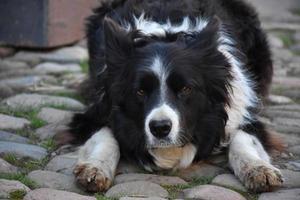 A Close up Look into the Face of a Border Collie photo