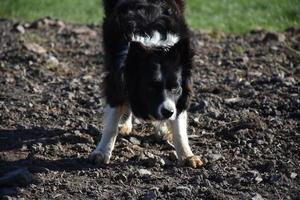 Border Collie Dog Waiting for a Stick to Be Thrown photo