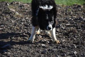 Adorable Black and White Border Collie Waiting to Fetch photo