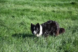 Focussed Border Collie Dog in Long Green Grass photo