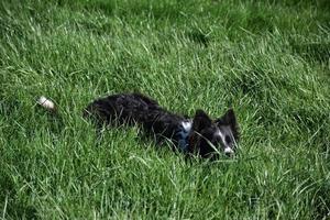 Border Collie Dog Peaking Out of Long Green Grass photo