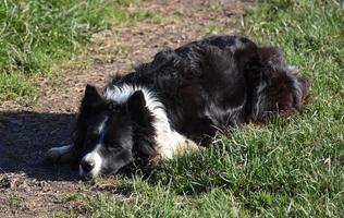 Border Collie Laying Down in a Grass Field photo