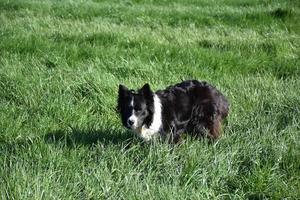 Gorgeous Black and White Border Collie Dog in a Field photo