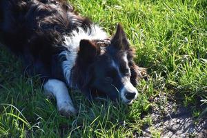 Resting Border Collie Dog Laying in a Grass Field photo