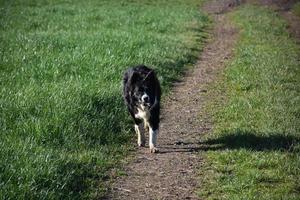 Border Collie Fetching a Stick the Countryside photo