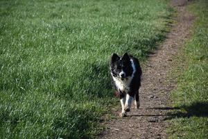 Gorgeous Black and White Border Collie Retrieving a Stick photo