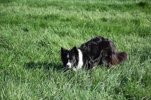 Black and White Border Collie in Long Green Grass photo