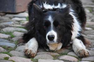 Sweet Faced Border Collie Laying on Smooth Cobble Stones photo
