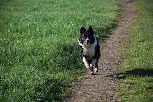 Beautiful Border Collie Running in a Field with a Stick photo