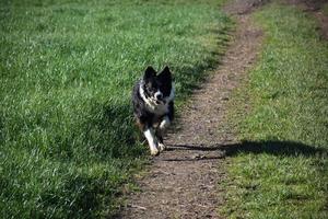 Adorable Border Collie Fetching a Stick in a Field photo
