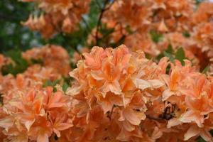 bonito racimo de flores de azalea naranja floreciente foto