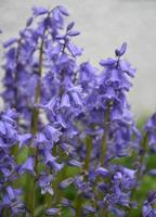 Mirar de cerca las flores de campanillas comunes en flor foto