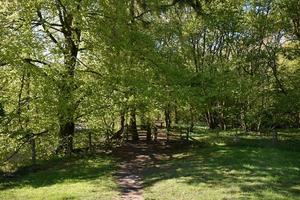 Hiking Path Through the Woodlands in the Spring photo