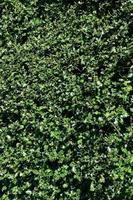 Green Hedge Made of Holly in the Spring photo